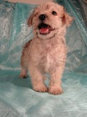 Male Schnoodle Puppies|Born May 28, 2012|Ready Now|Iowa sale